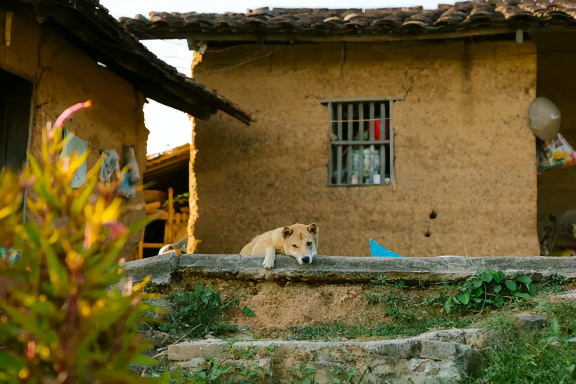 Des maisons aux murs en torchis. Photo : CTV/CVN
