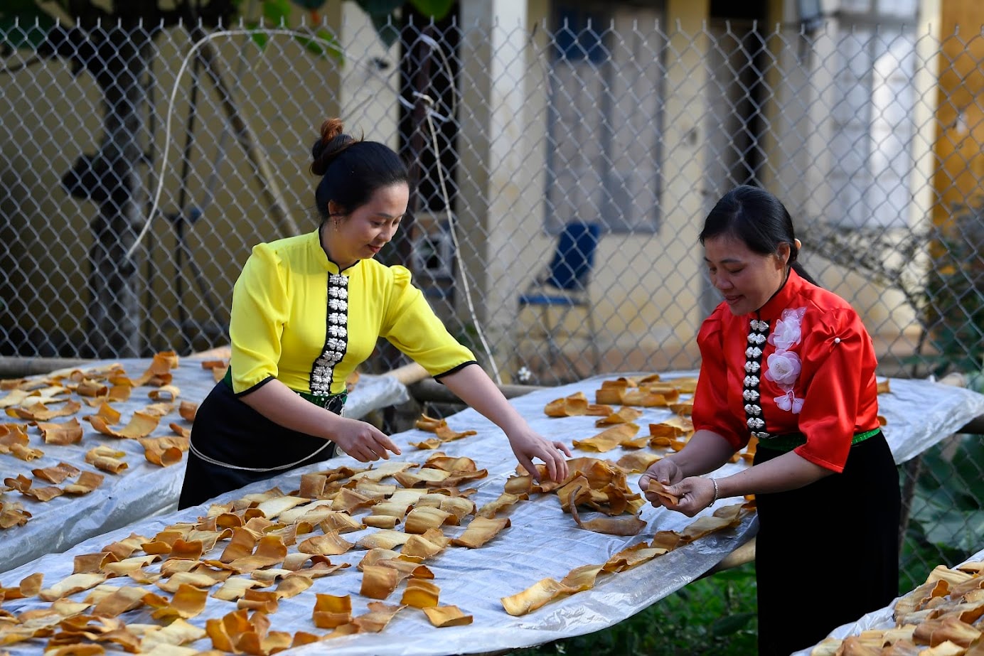 Séchage des pousses de bambou au soleil pour préserver sa saveur et son croquant.