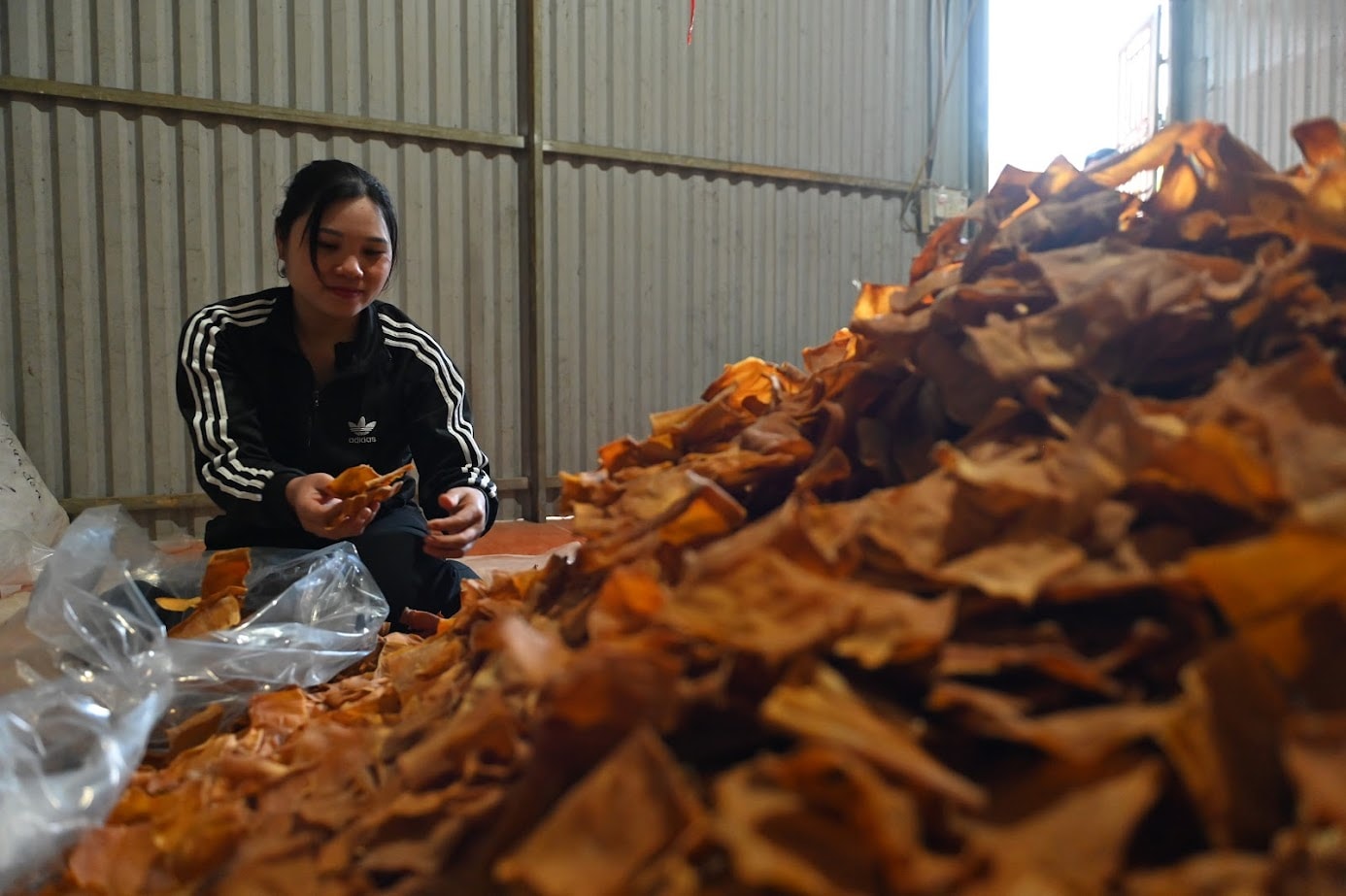 Tri et emballage des pousses de bambou sèches.