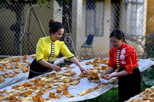 Les pousses de bambou des femmes de Xuân Nha conquièrent le marché